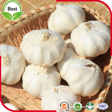 Chinese Pure White Garlic 10kg/Bag